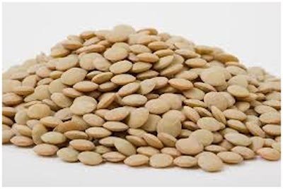 عدس حبة كبيرة