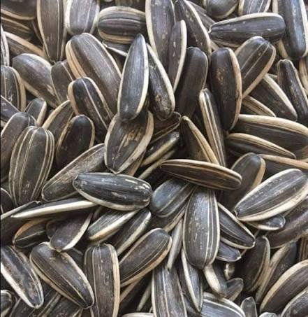 بزر شمس صيني