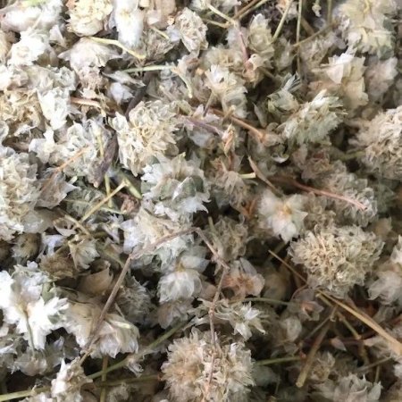 رجل الحمامة